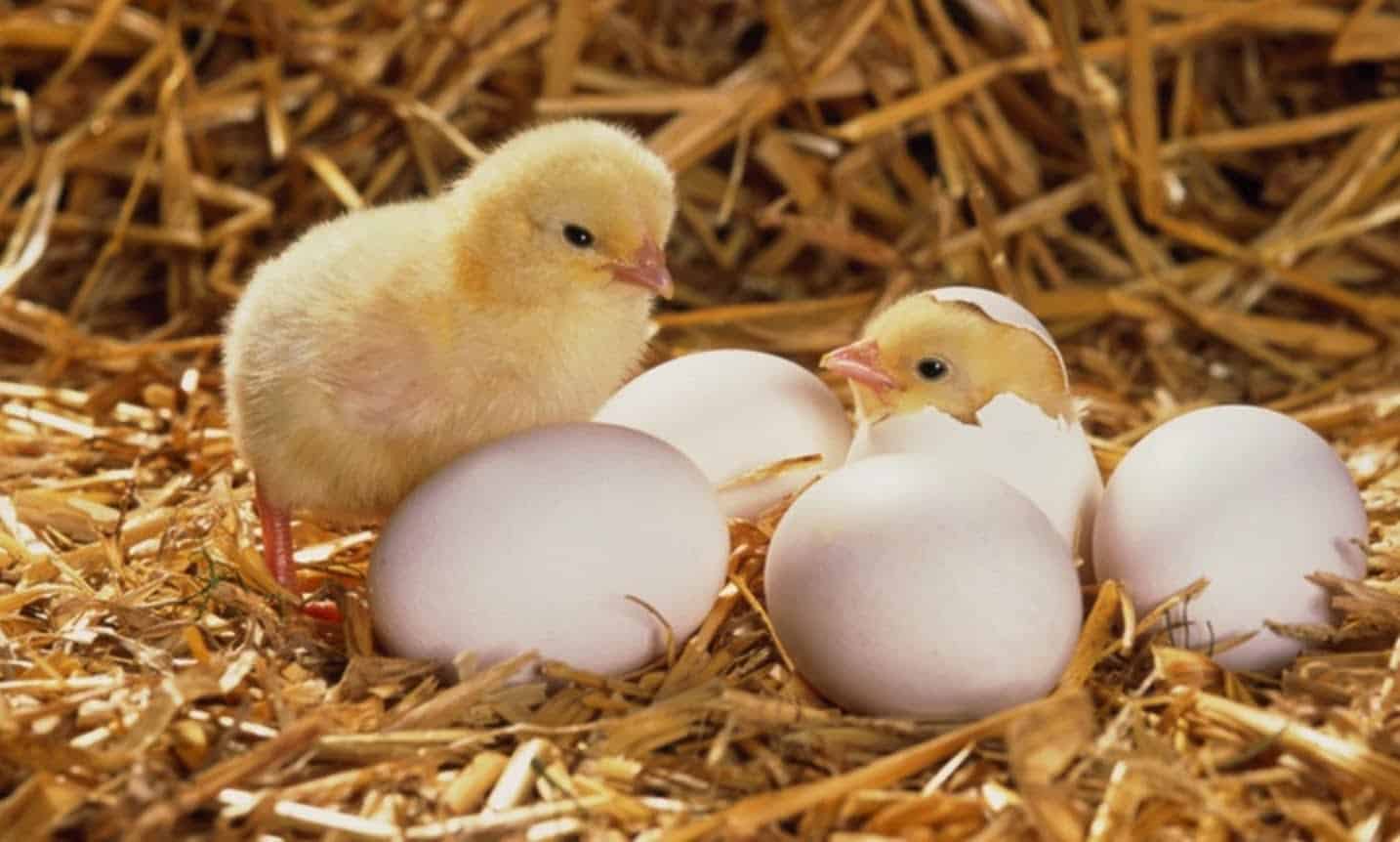 Giải mã điềm báo mơ thấy trứng gà và bộ số may mắn 9 Những giấc mơ về trứng gà ẩn chứa nhiều thông điệp