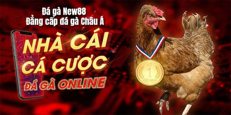 Hướng dẫn xem và cá cược đá gà Thomo mới nhất cho tân thủ 4 Hướng dẫn xem và cá cược đá gà Thomo mới nhất cho tân thủ